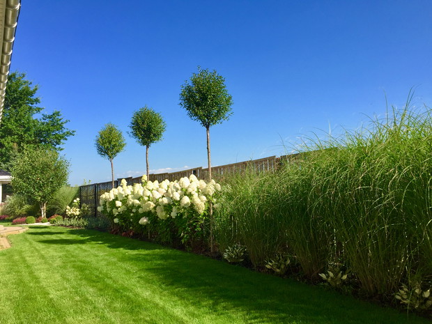 Za domem Hortensje i Gracilimusy