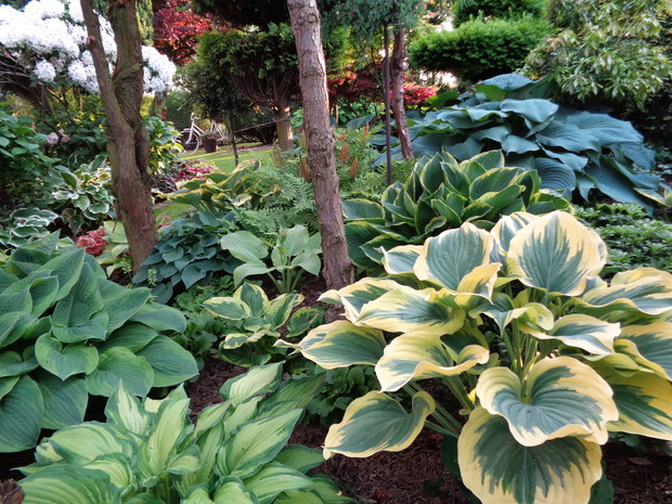 Zakątek hostowy w ogrodzie.