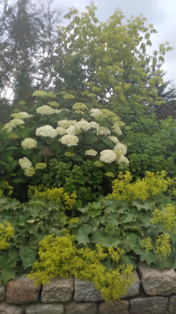 Anabell w rozkwicie...