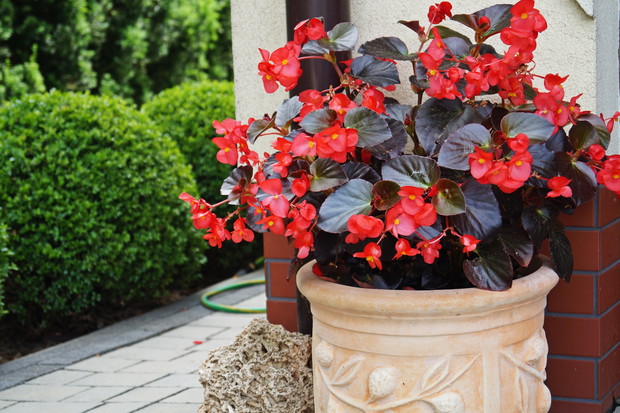 Begonia 'Dragon' przy garażu