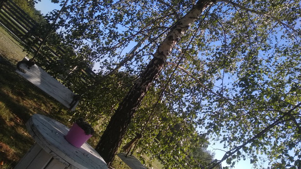 Brzozowy kącik przemyśleń...