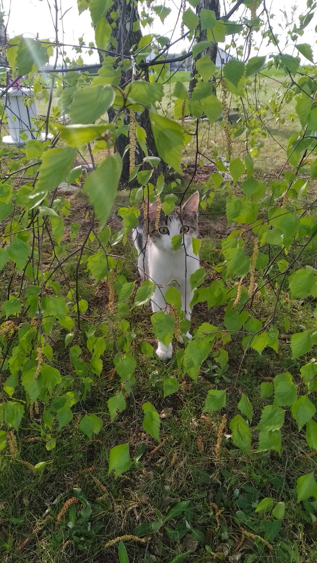 Brzozowy wiosennie...