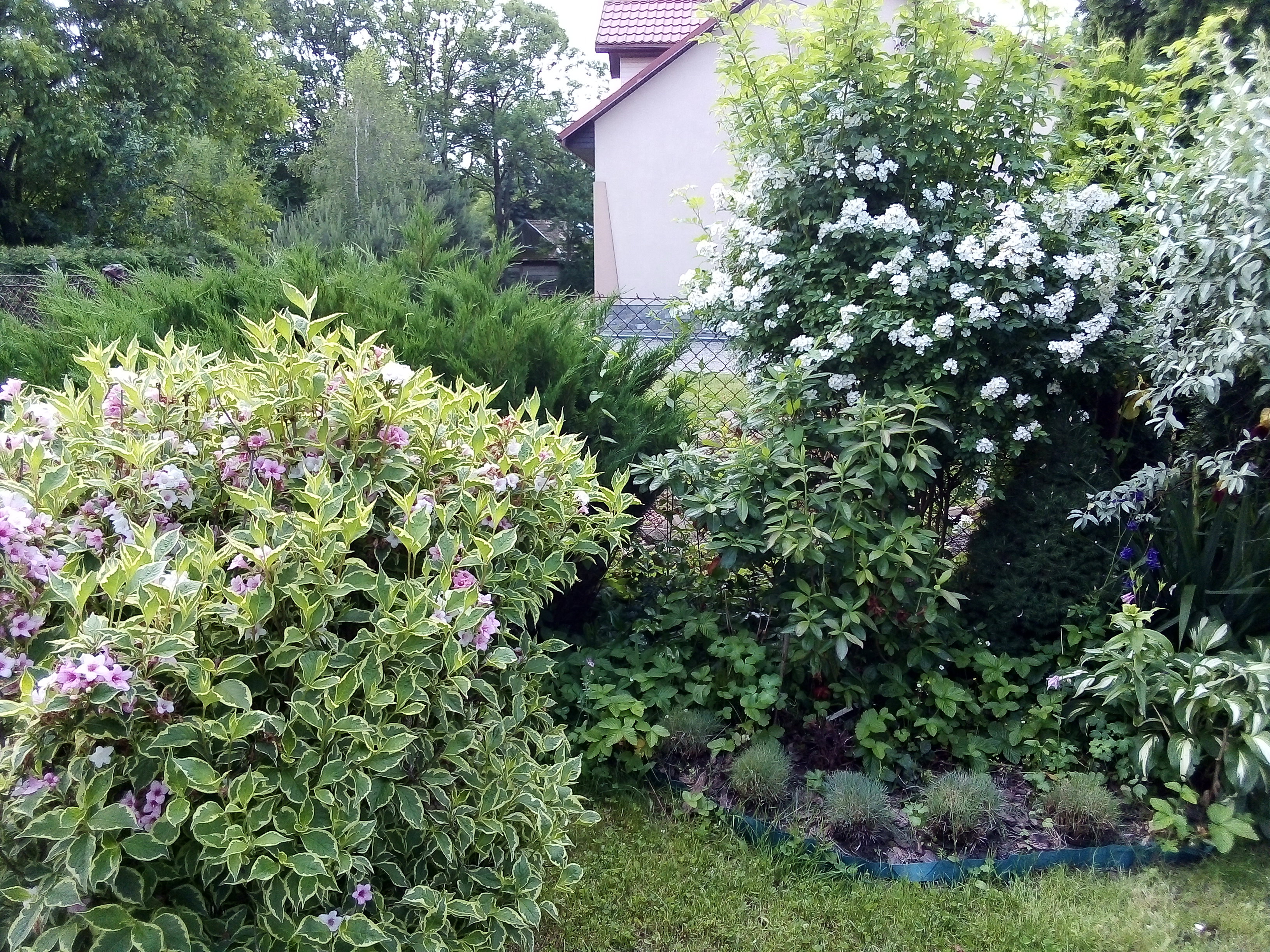 Delikatna biała róża i niezawodna różowa krzewuszka.