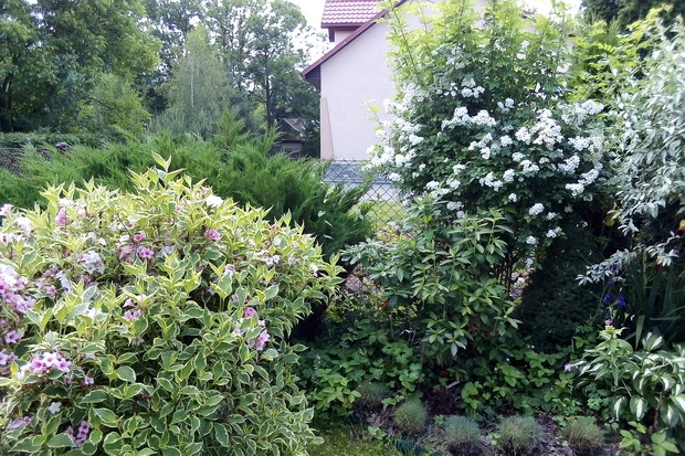 Delikatna biała róża i niezawodna różowa krzewuszka.