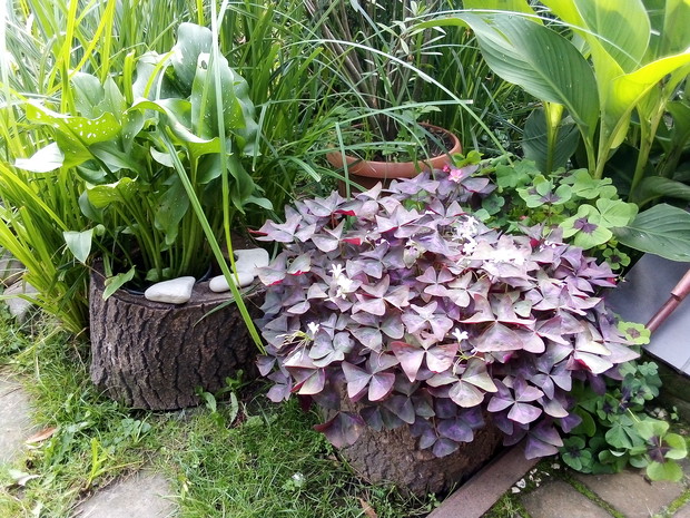 Doniczki wydrążone z dębowego pnia.