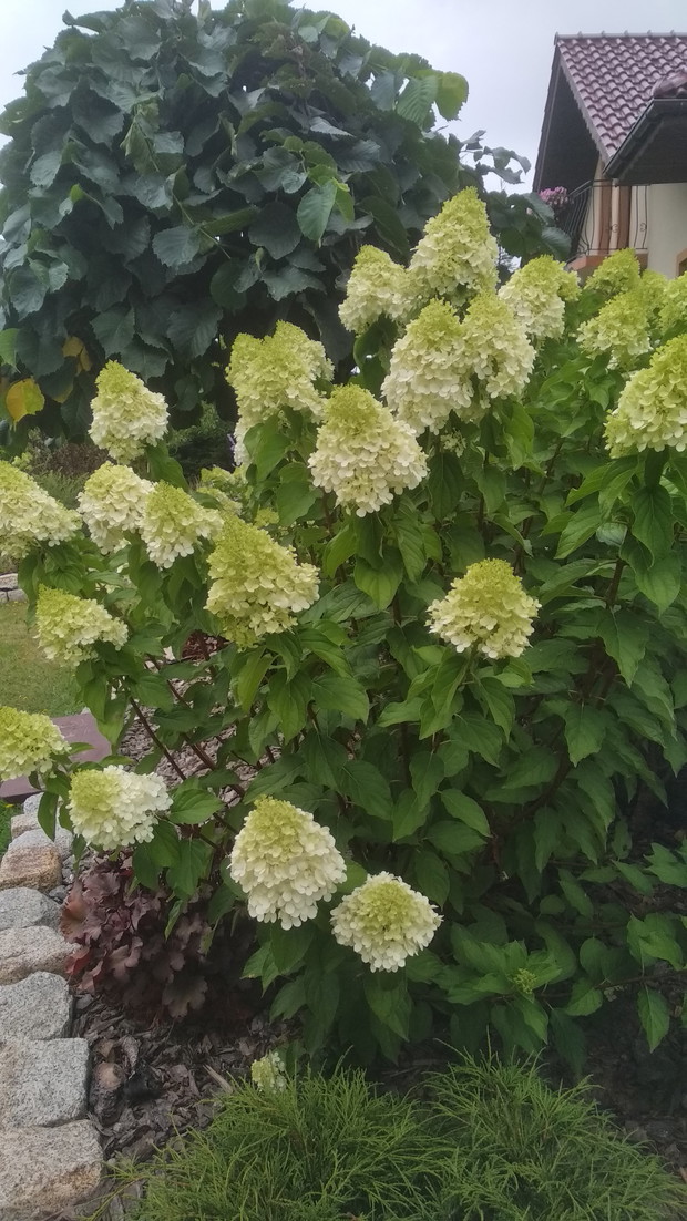 Hortensjowa pod wiązem...