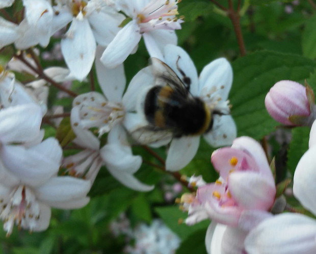 Ja też lubię żylistka