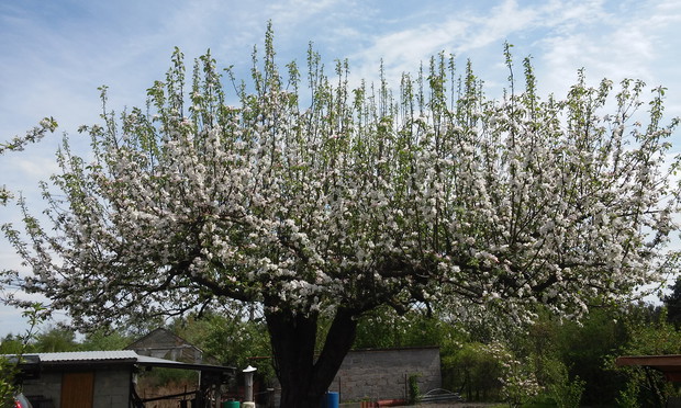 Jabłoń seniorka
