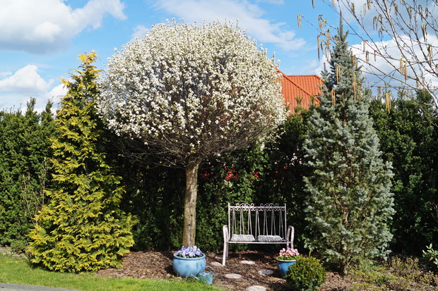 Kącik wypoczynkowy i wiśnia kulista wiosną