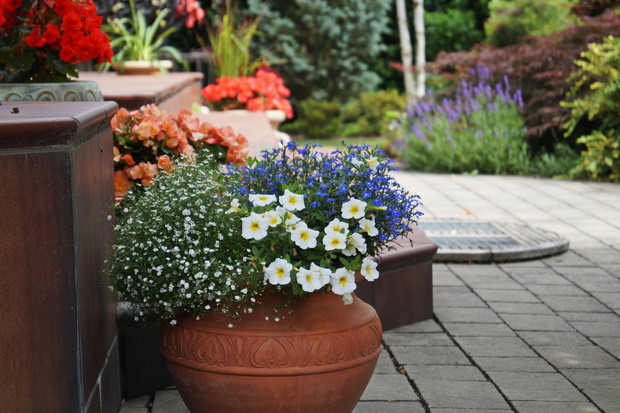 Letnie kompozycje kwiatowe przy tarasie