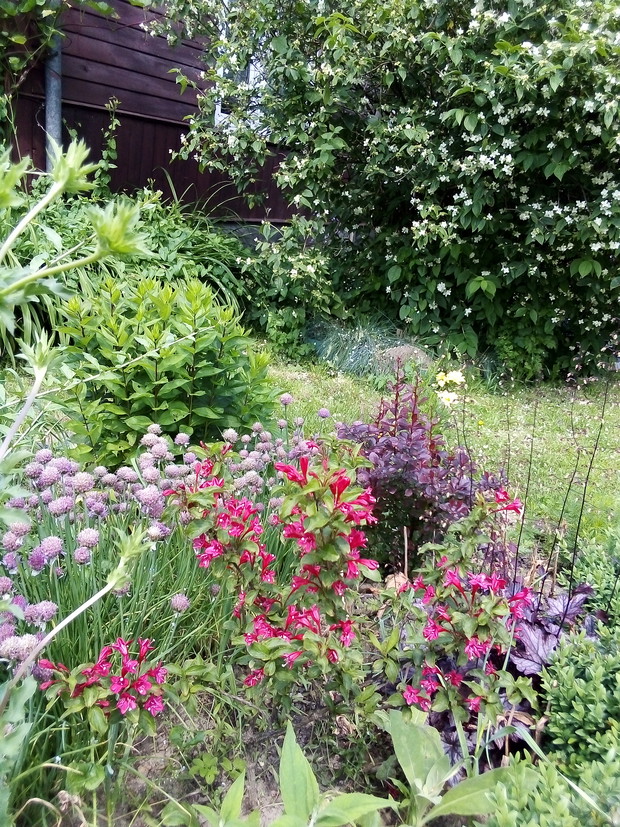 Majestatyczny jaśmin.