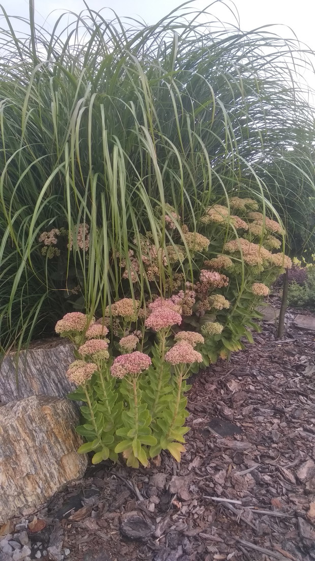 Miskanty przed kwitnieniem...