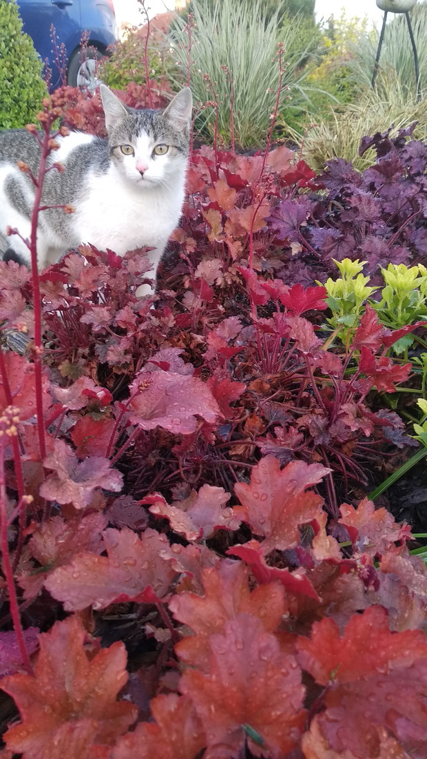 Nasz domownik w żurawkach...