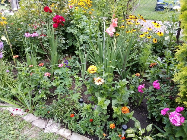 Niezawodne cynie i mieczyki.