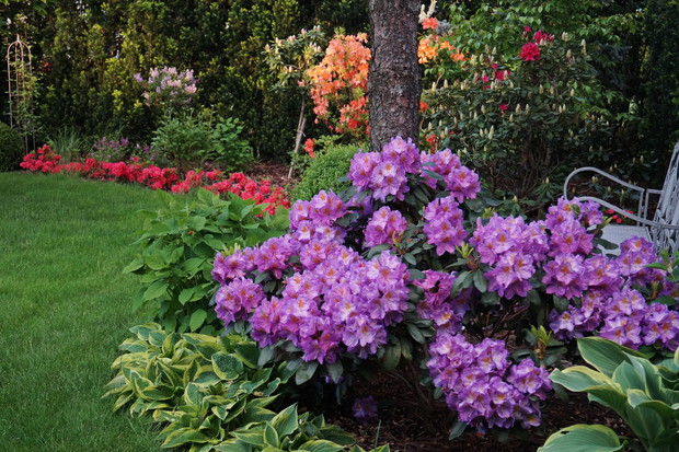 Ogród za domem wiosną