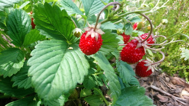 "ogrodnik doskonały 2019"