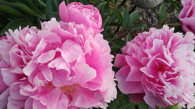 Piwonie na próbę...