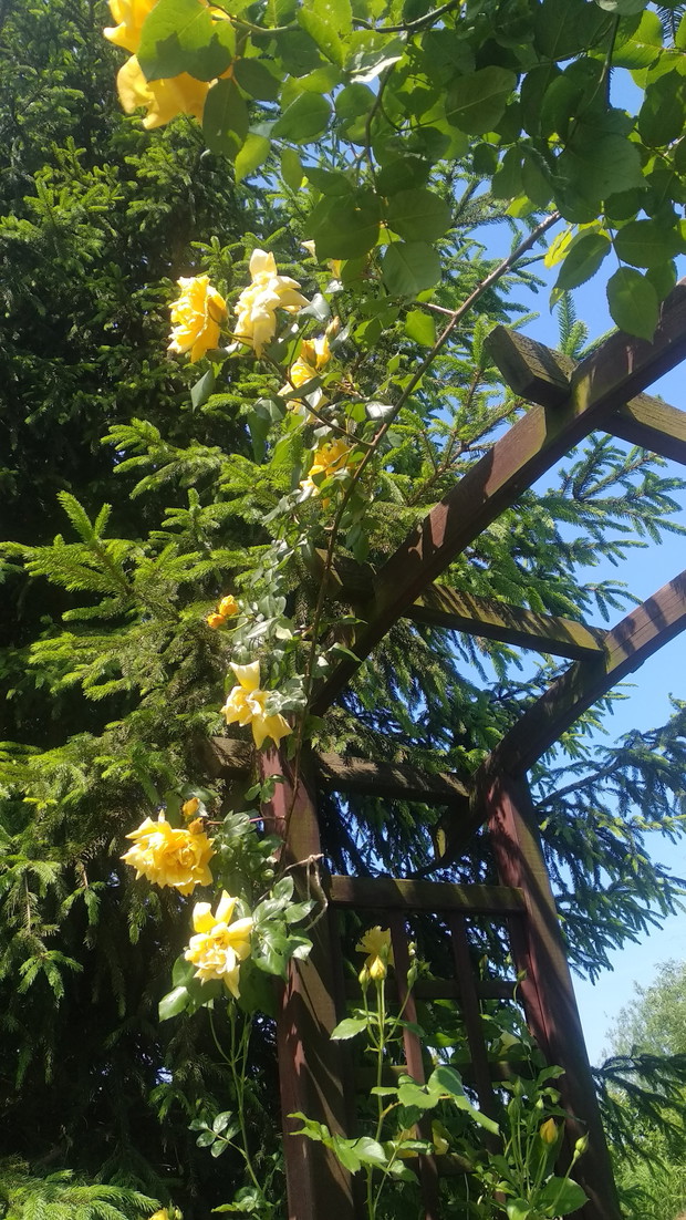 Pod różaną pergolą....