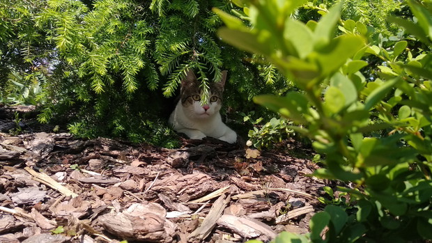 Podejrzany pod choiną...