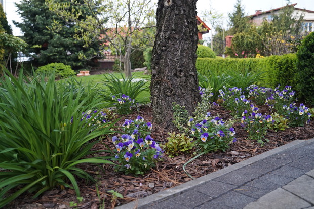 Rabata pod sosną himalajską wiosną