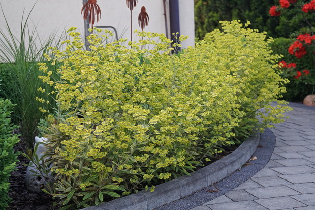 Rabata za domem z wykorzystaniem wilczomlecza jako obwódki