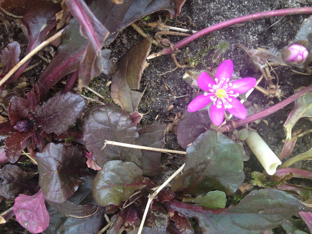 Rośliny cienia - przylaszczka