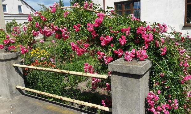 Róża pamiętająca dziadka