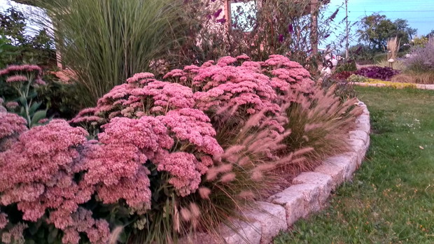 Rozchodnik jesienią....