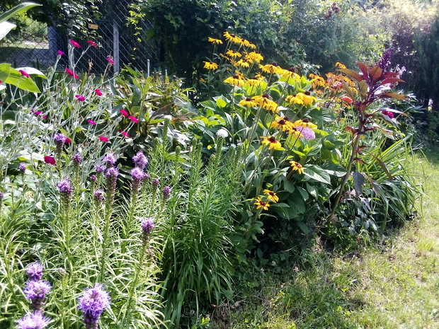 Rudbekia i liatra kłosowa.