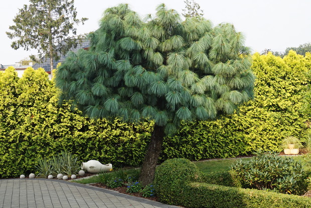 Sosna himalajska w formie 'parasola'