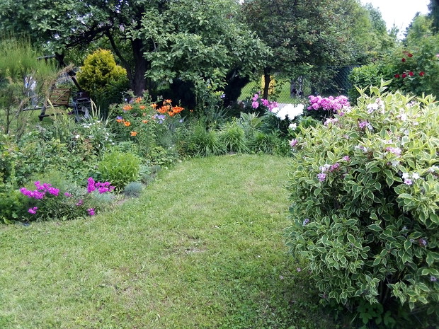 Stara jabłoń...służy już trzem pokoleniom.