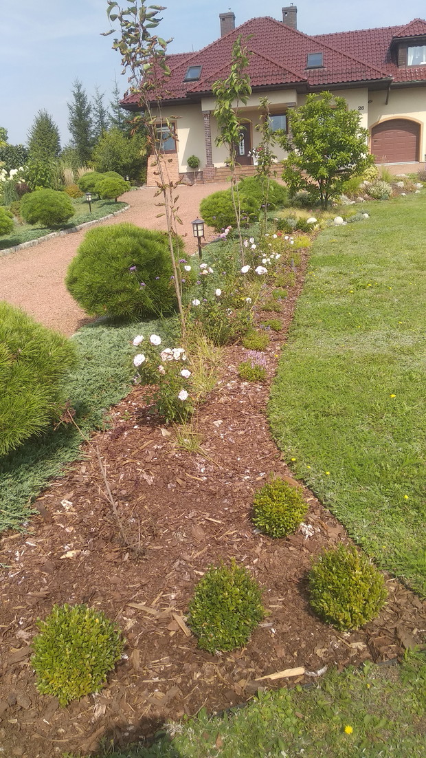 Tegoroczna rabatka...