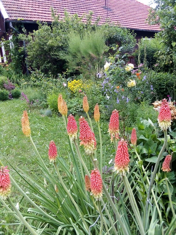 Trytoma - moja duma.