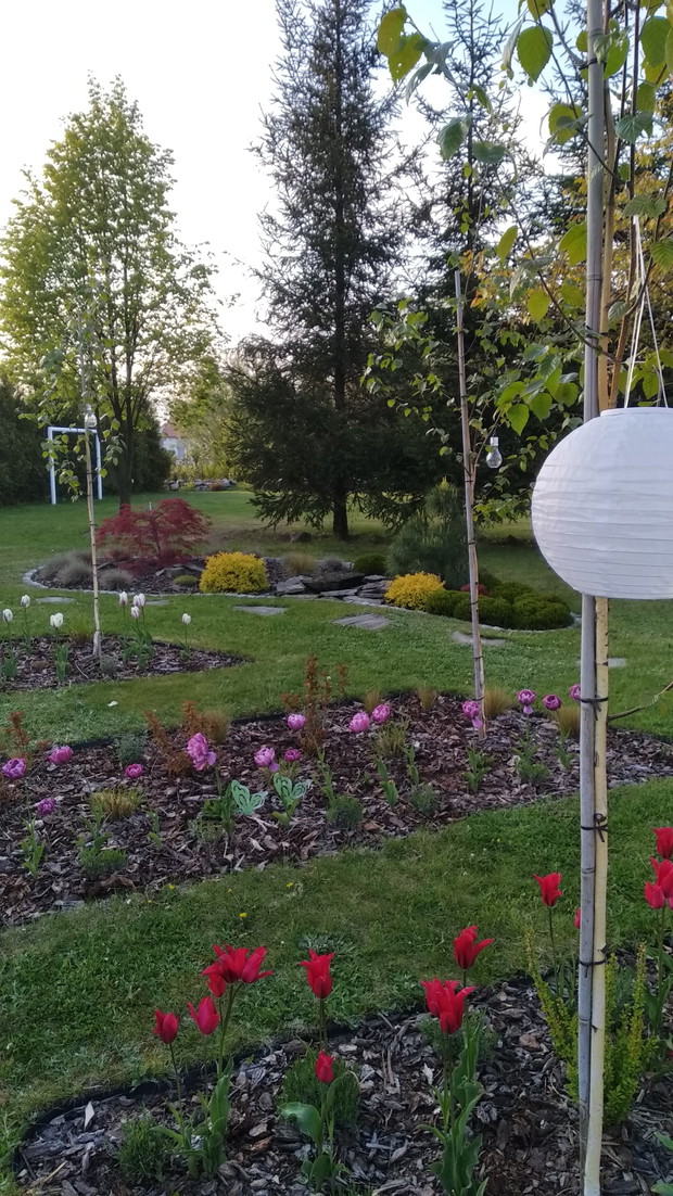 Tulipanowa pod doorenbosami...