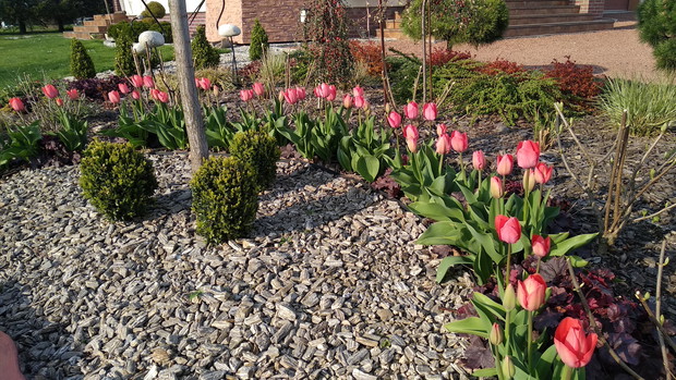 Tulipanowa pod wiązem...