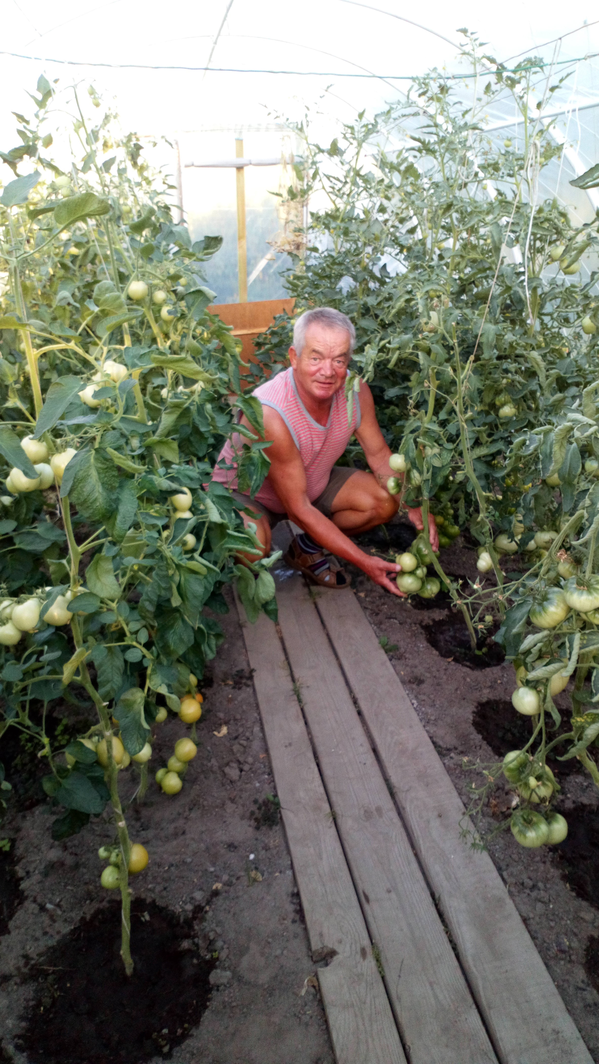 Tunelowe pomidorki i papryczki