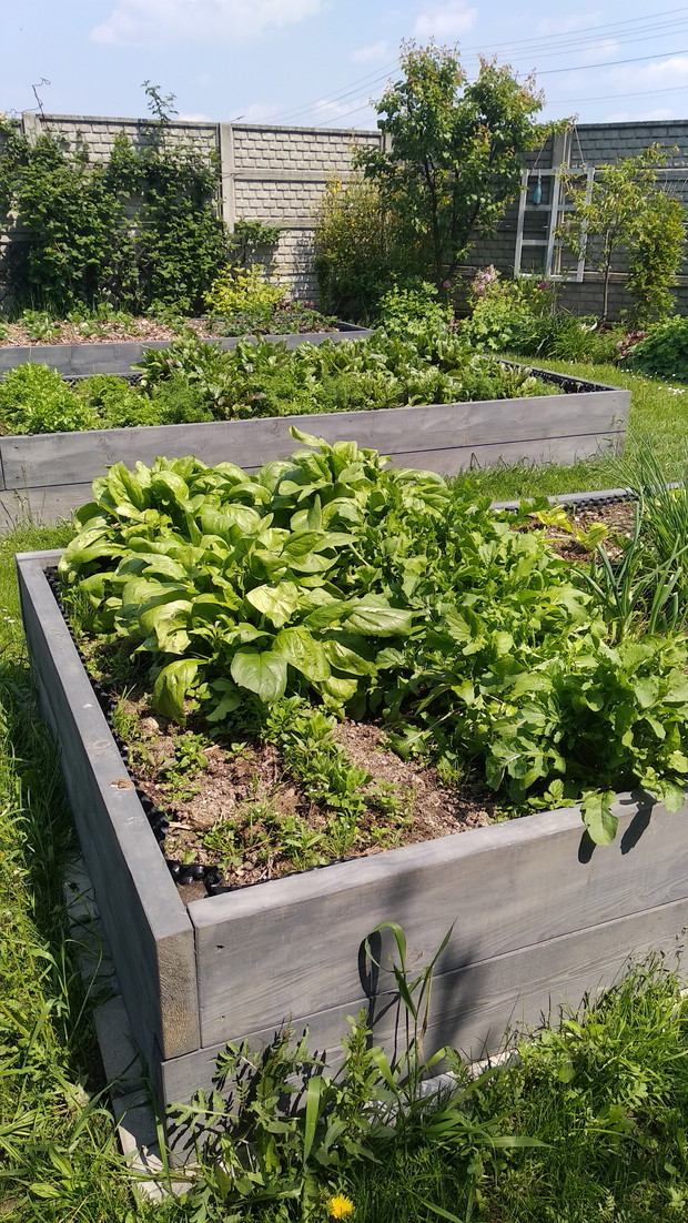 Warzywnik wiosną...