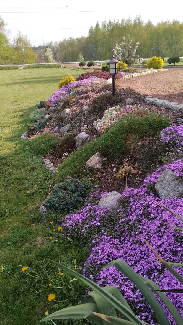 Wiosenny skalniak...