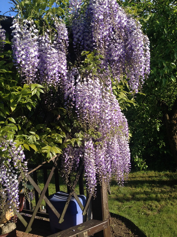 Wisteria