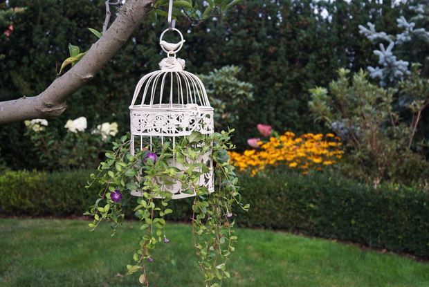 Wisząca klatka z barwinkiem na magnolii