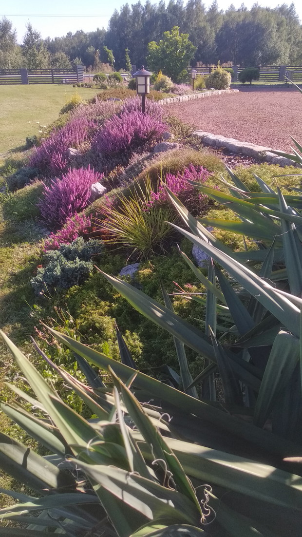 Wrześniowy skalniak...