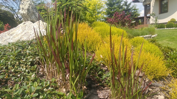 Wrzosowisko latem...