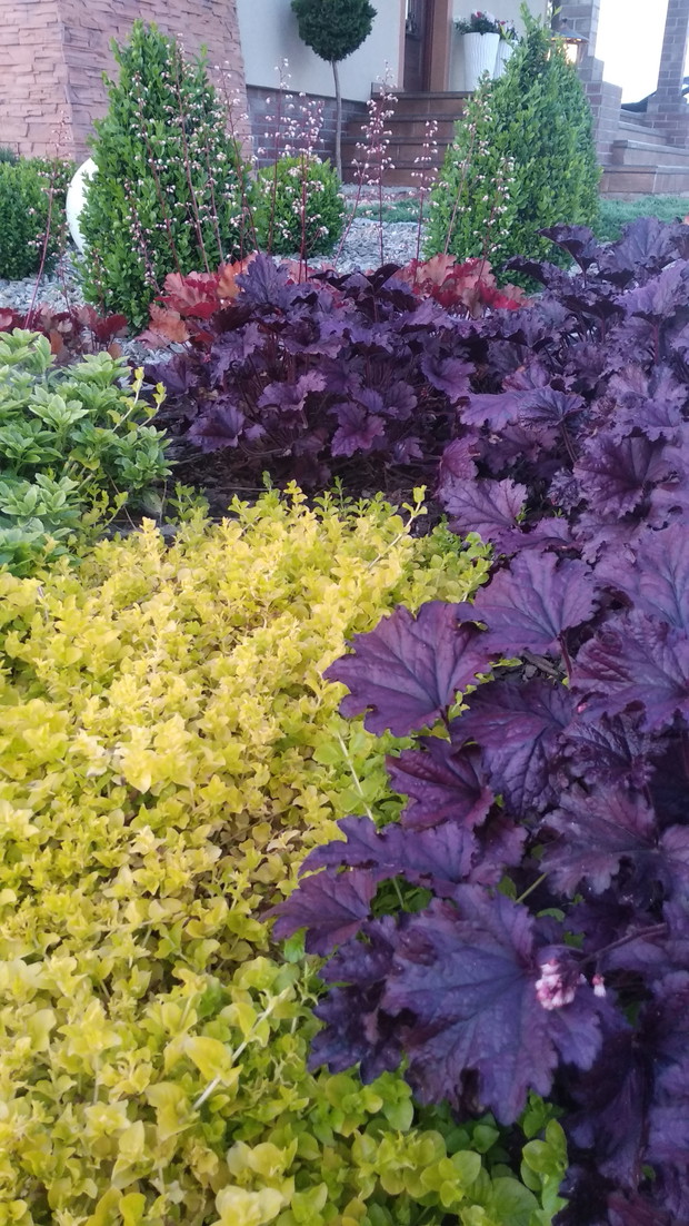 Żurawkowo-bukszapnowa...