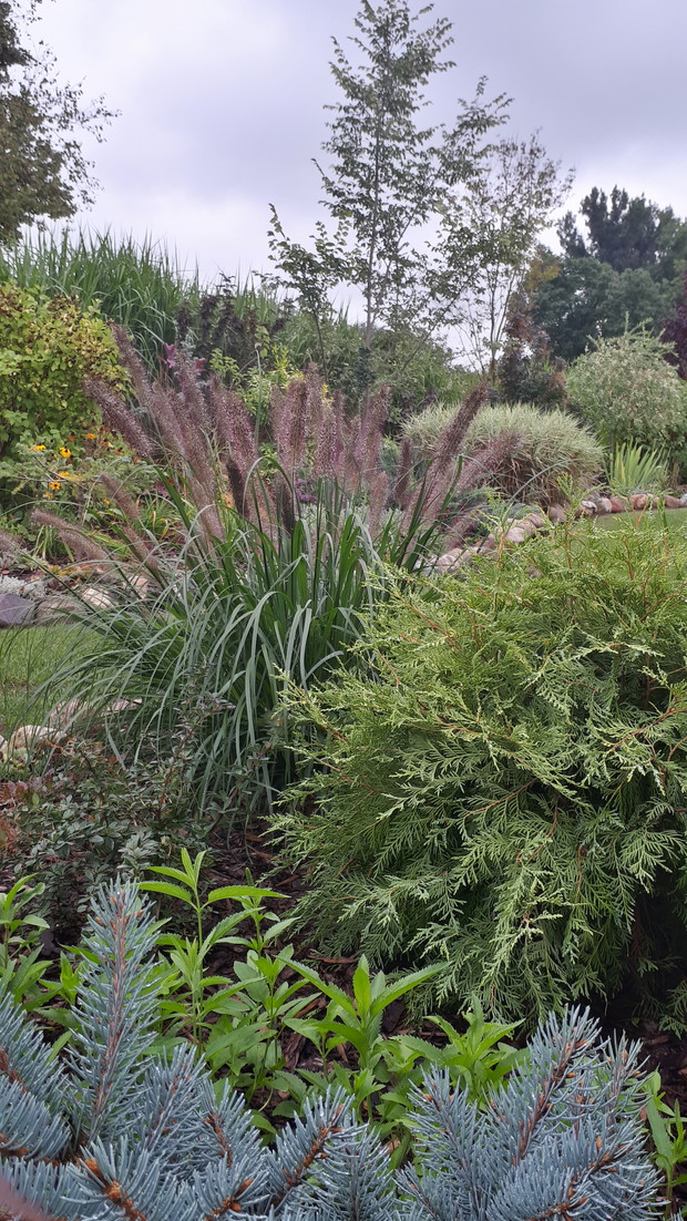 Cudowna rozplenica Moudry