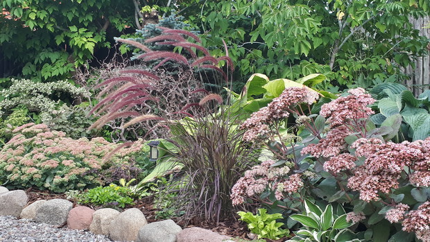 Falująca trawa na wietrze to rozplenica rubrum, cudowna...