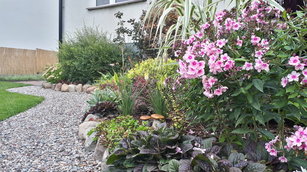 Floksy 3 raz powtórzyły kwitnienie.