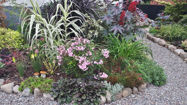 Floksy nadal kwitną, to ich 3 raz w tym roku.