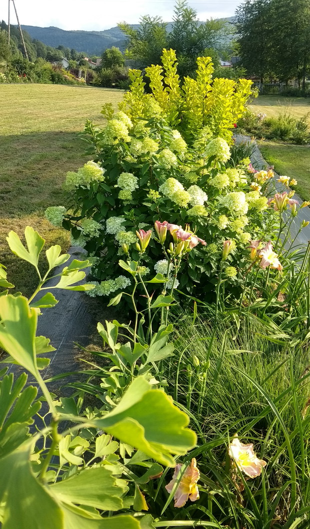 Hortensja i perukowiec