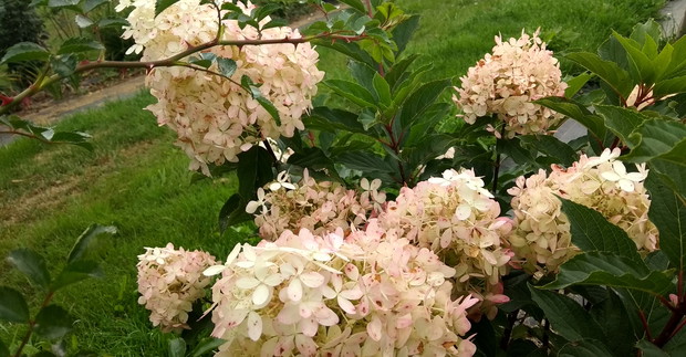 Hortensja