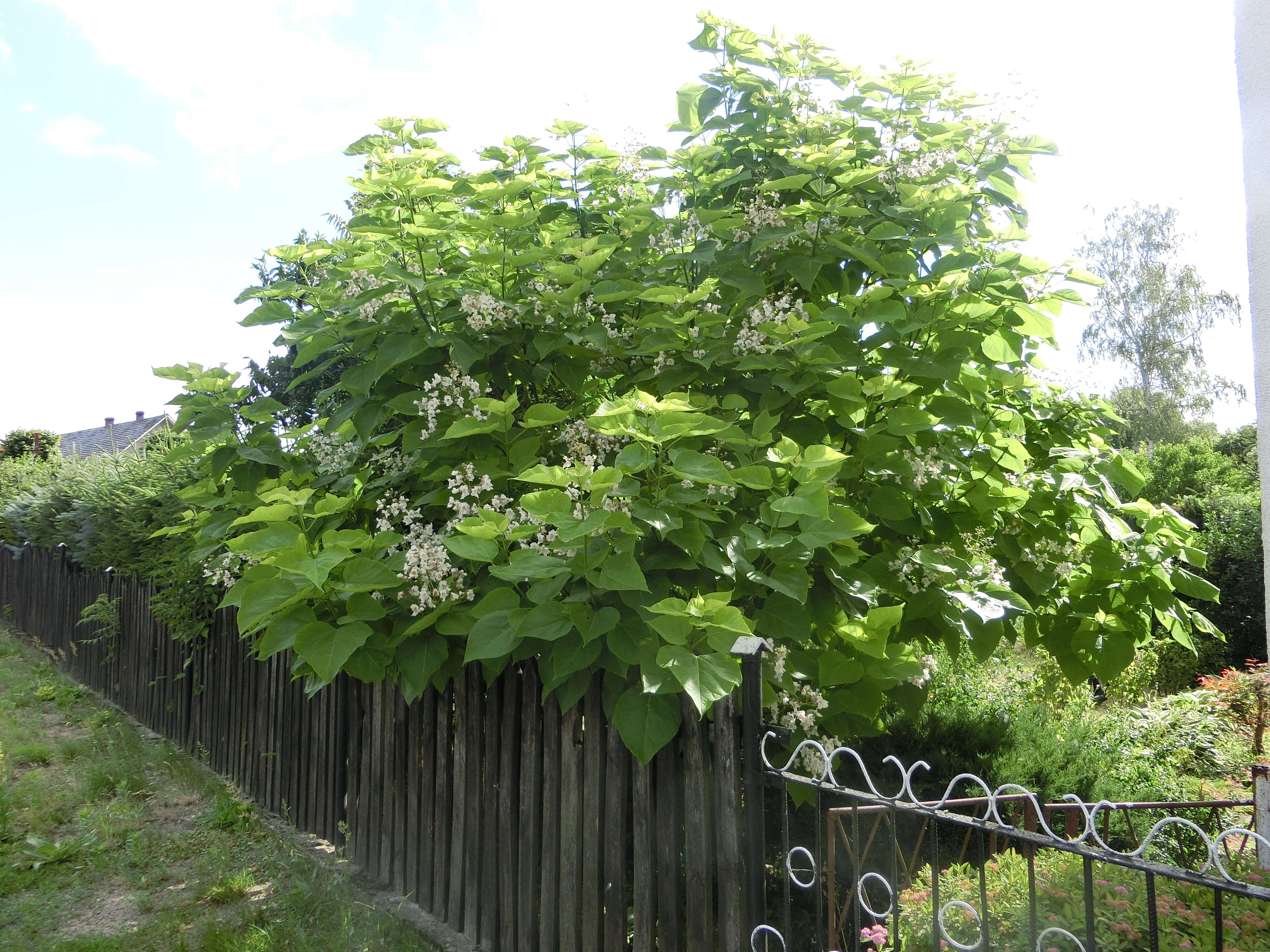 Katalpa, moja największa duma